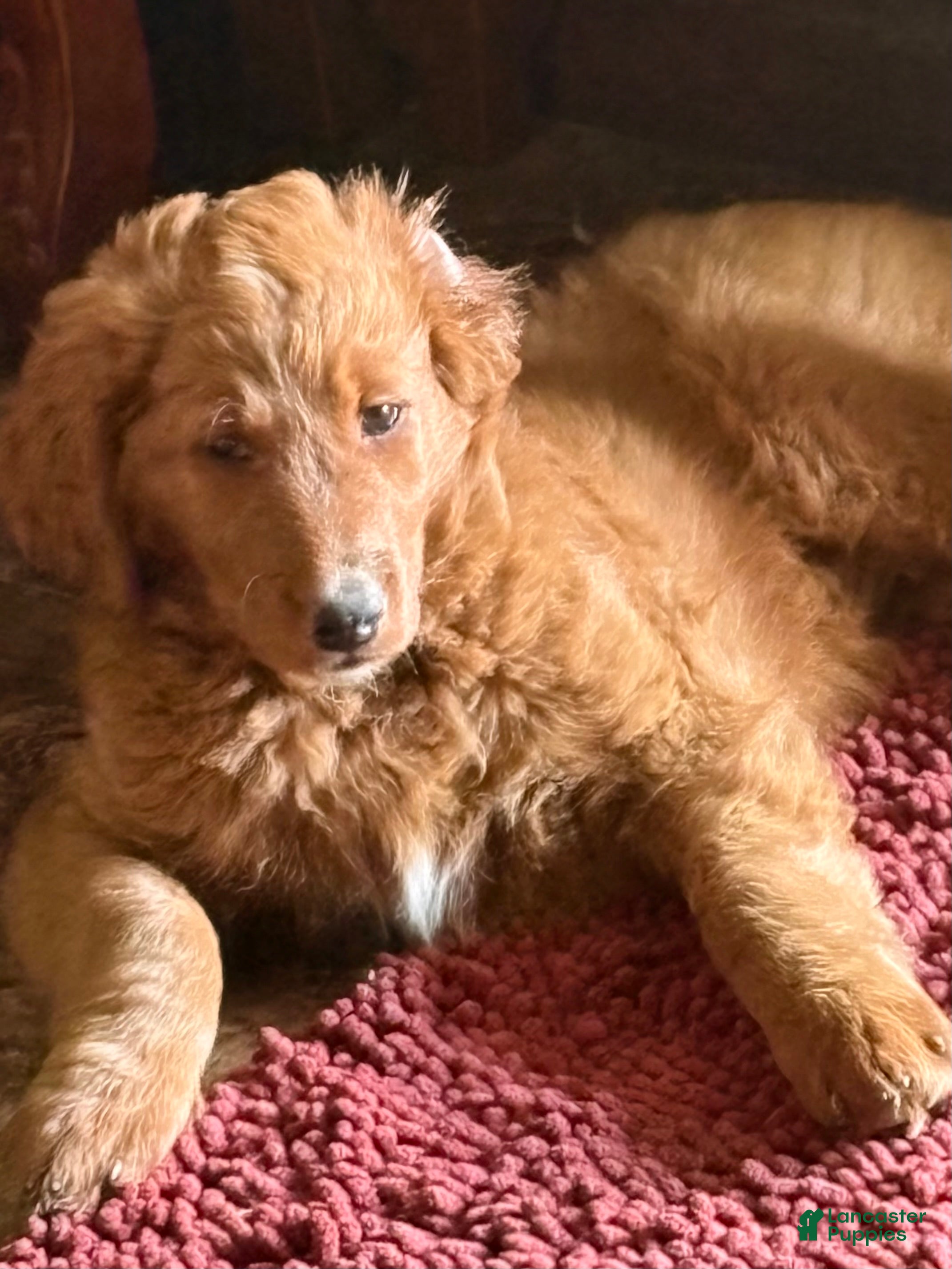 Goldendoodle dogs Ella - Ad 1