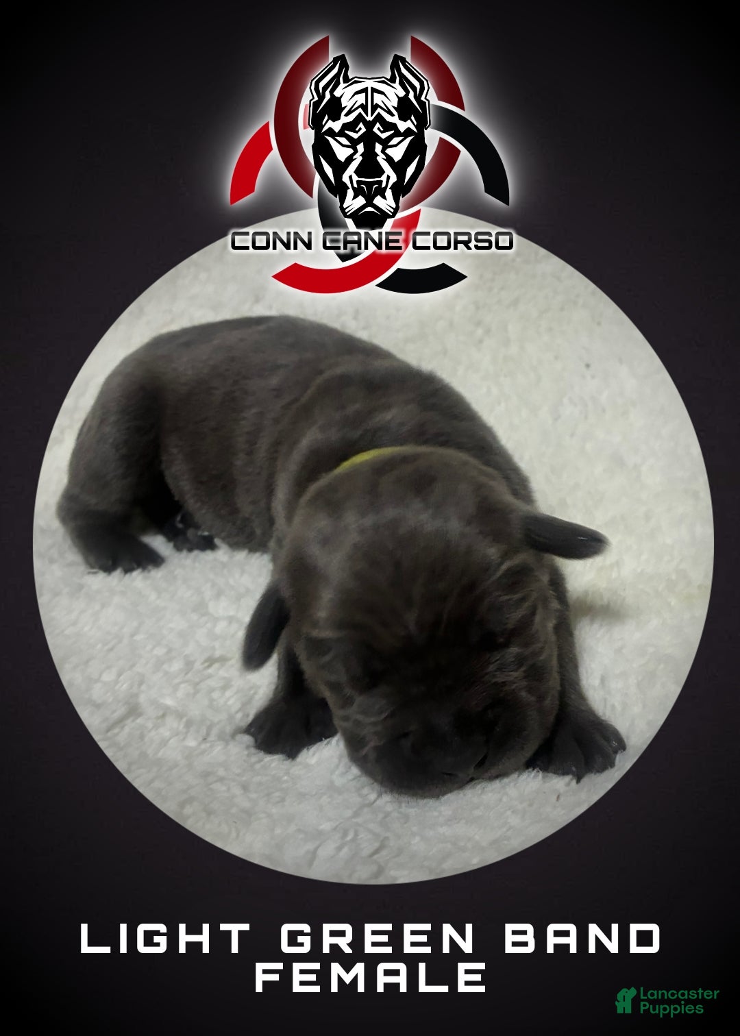 Cane Corso dogs Cane Corso Puppy 12 - Ad 10