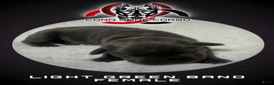 Cane Corso Puppy 12