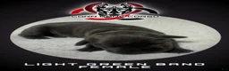 Cane Corso dogs for sale: Cane Corso Puppy 12 - Ad 1