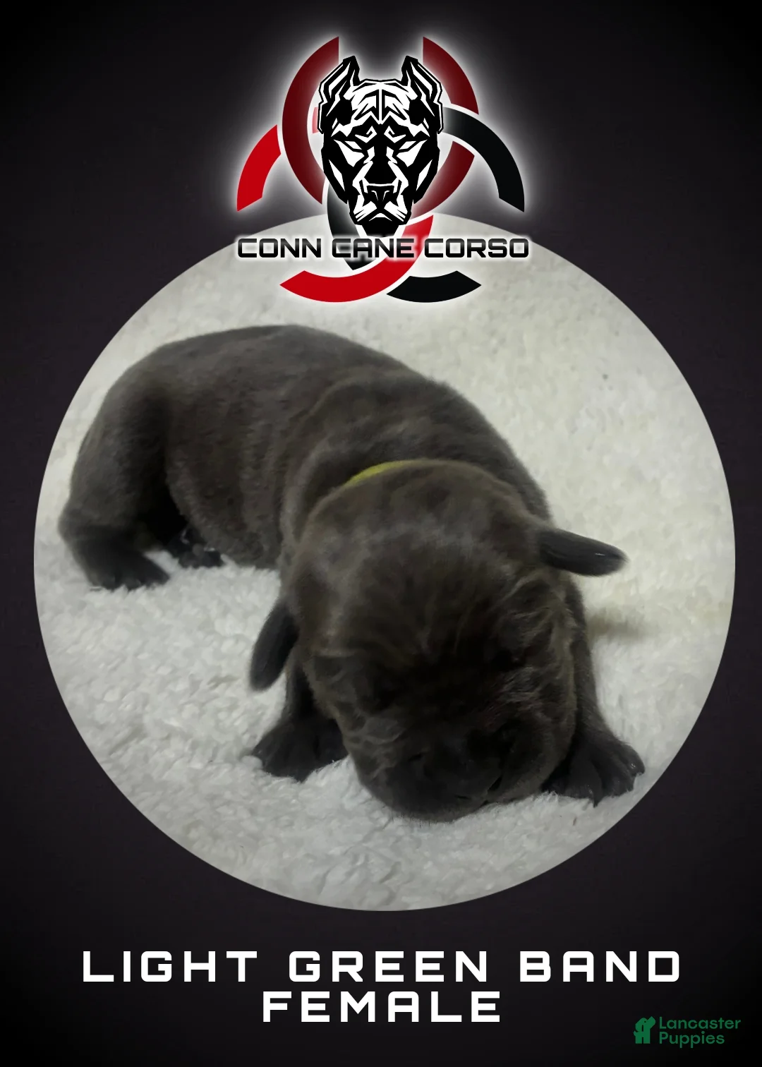 Cane Corso dogs for sale: Cane Corso Puppy 12 - Ad 1