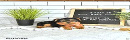 Yorkshire Terrier dogs for sale: Duke - Ad 9
