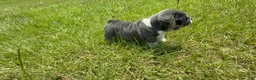 English Bulldog dogs for sale: Princess Peach - Ad 5