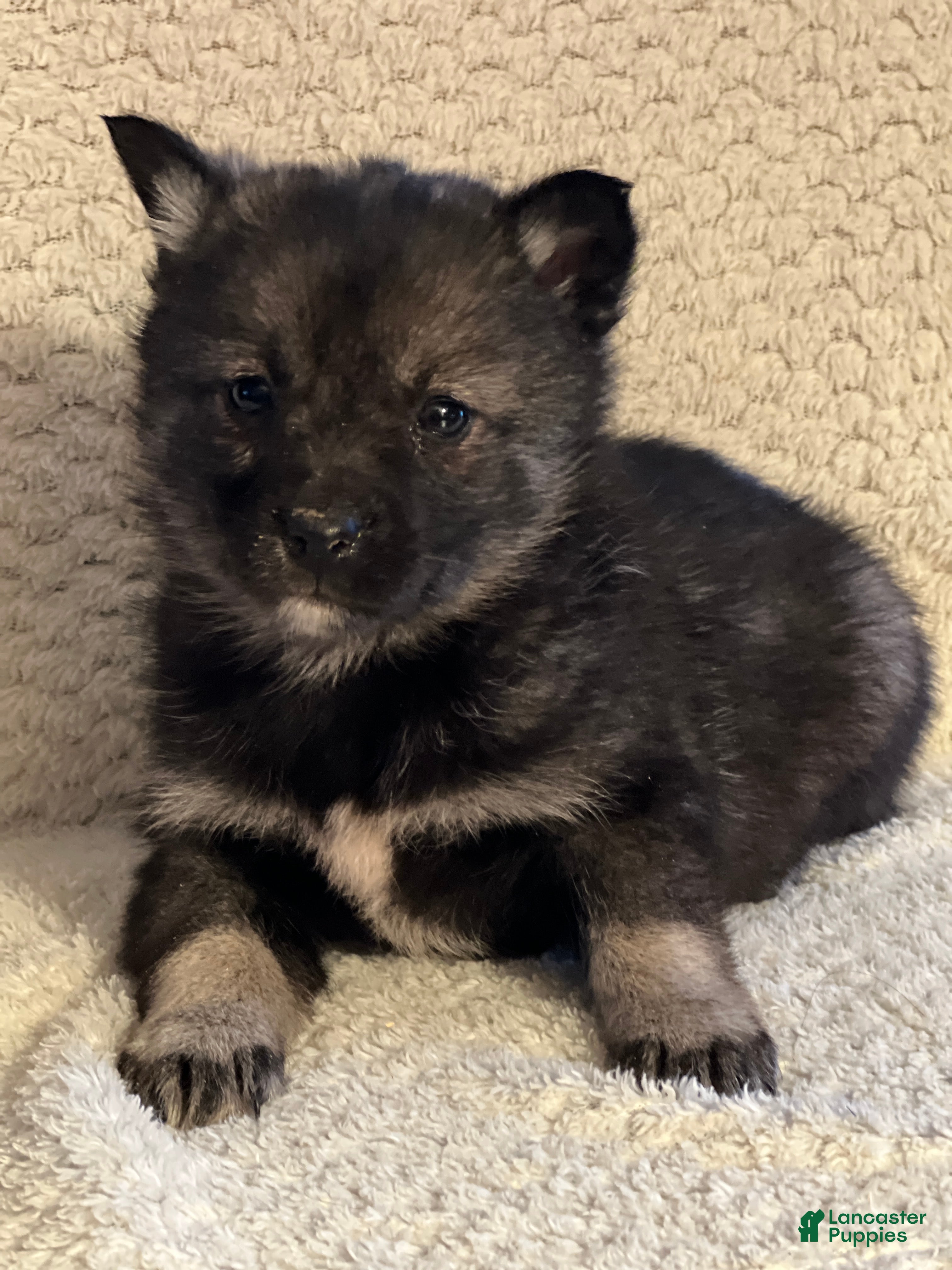 Mixed Breed dogs Phoebe - Ad 2