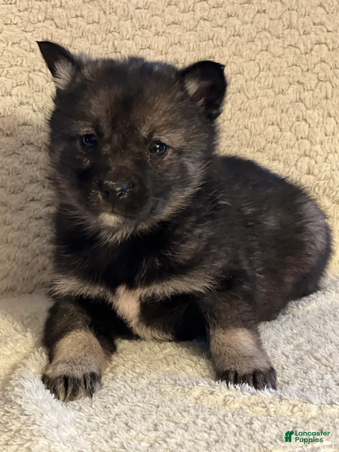 Mixed Breed dogs for sale: Phoebe - Ad 2