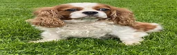 Cavalier King Charles Spaniel dogs for sale: Tina - Ad 1
