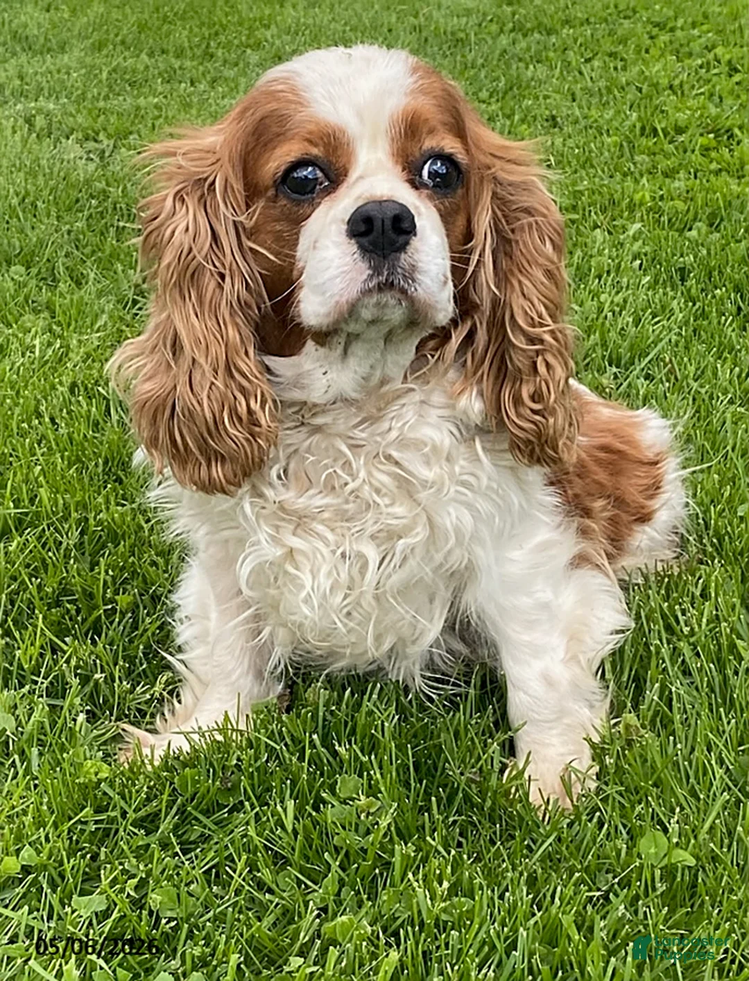 Cavalier King Charles Spaniel dogs for sale: Tina - Ad 1
