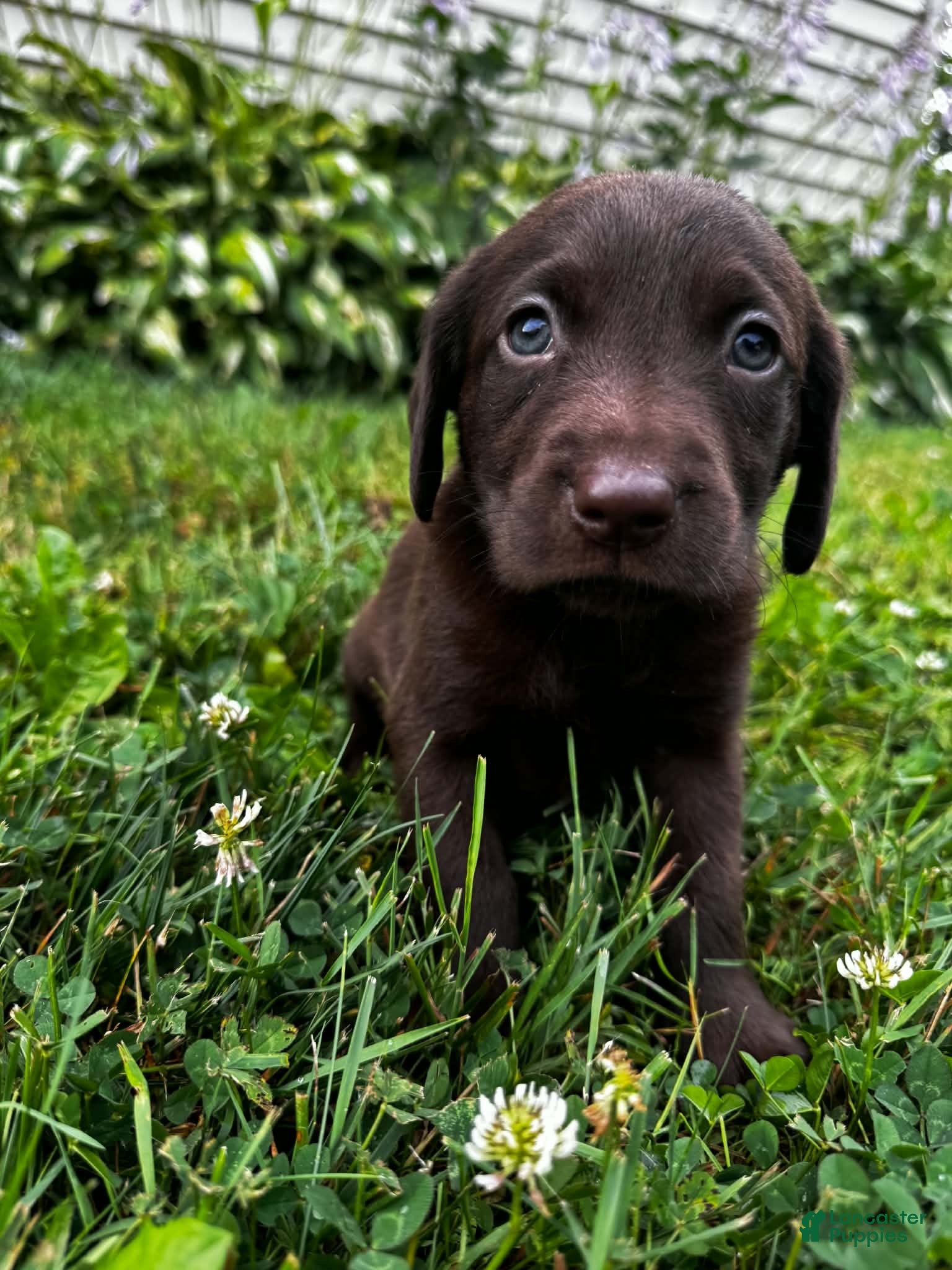 Labrador Retriever dogs Marigold - Ad 3