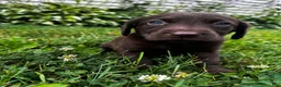 Labrador Retriever dogs for sale: Marigold - Ad 1