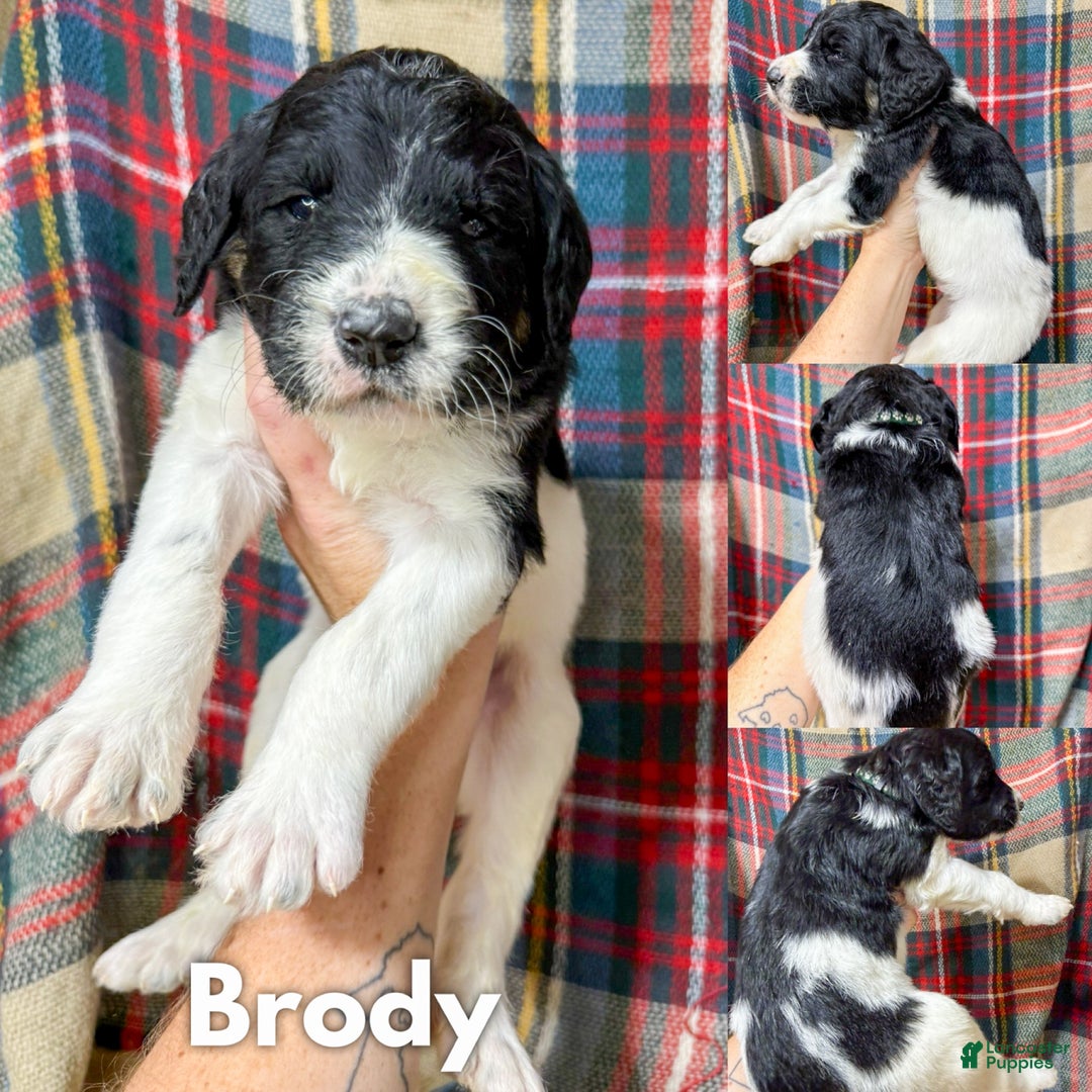 Mixed Breed dogs for sale: Brody - Ad 1