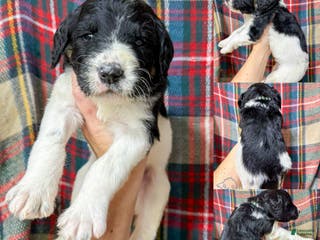 Mixed Breed dogs Brody - Ad 6