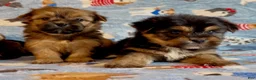 Shorkie dogs for sale: Shorkie 2 - Ad 26
