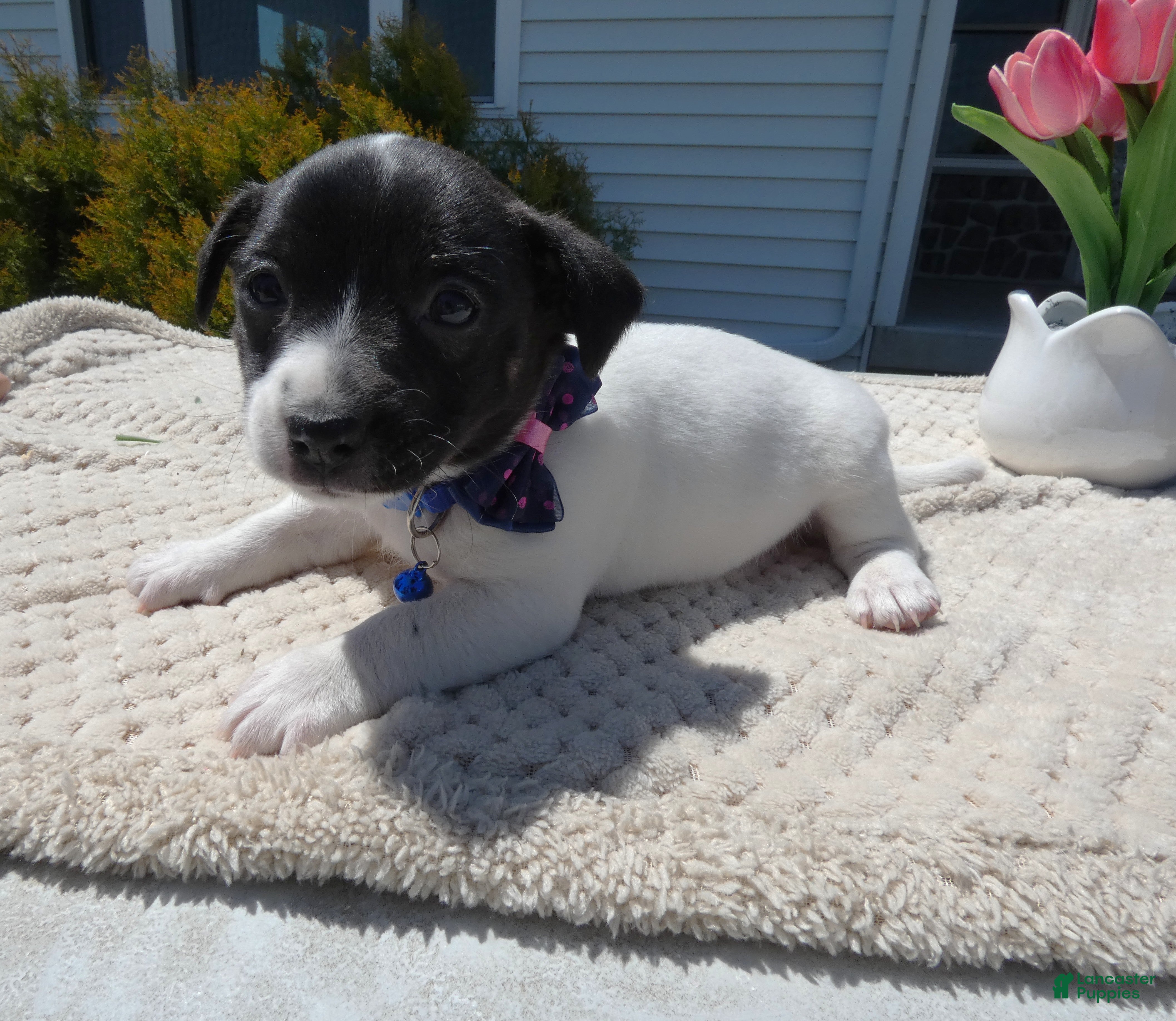 Jack Russell Terrier dogs Jack Russell Terrier Puppy 2 Whisper - Ad 28