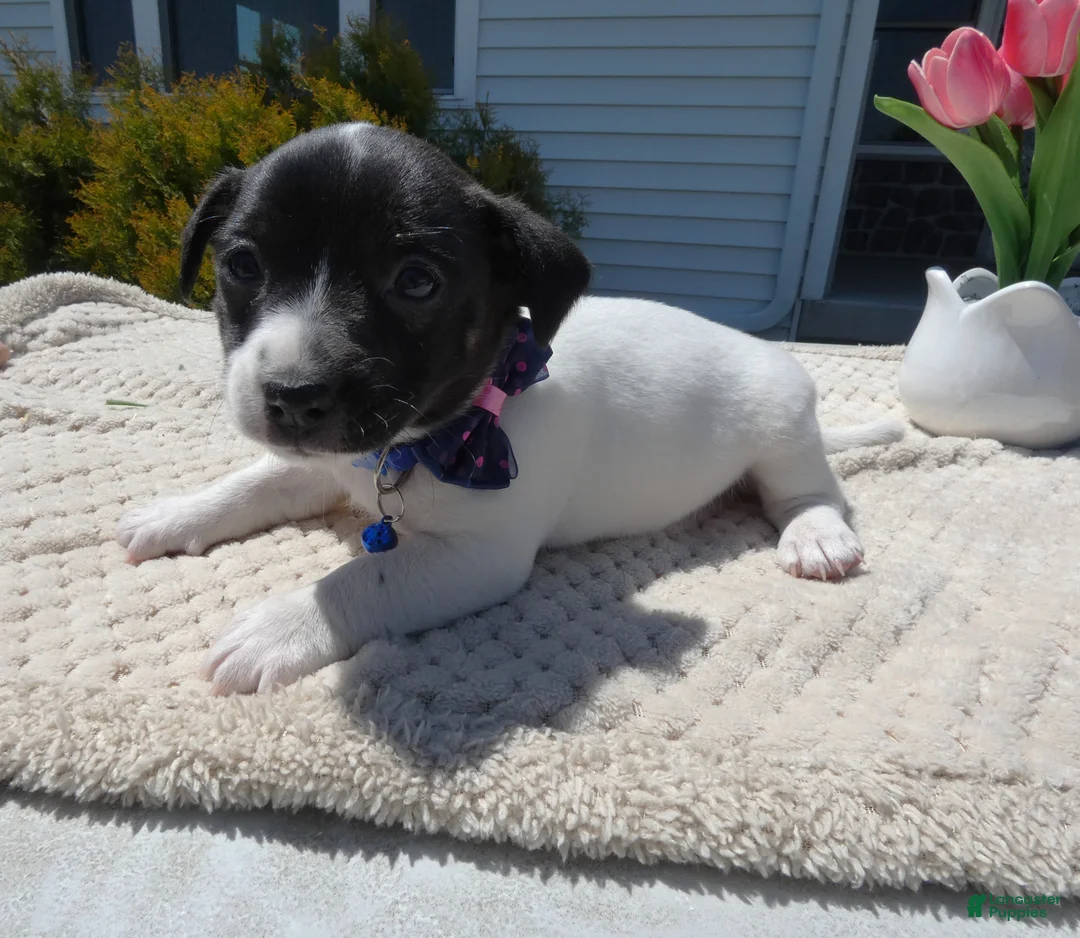 Jack Russell Terrier dogs for sale: Jack Russell Terrier Puppy 2 Whisper - Ad 1