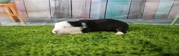 Miniature Australian Shepherd dogs for sale: Ellis - Ad 8