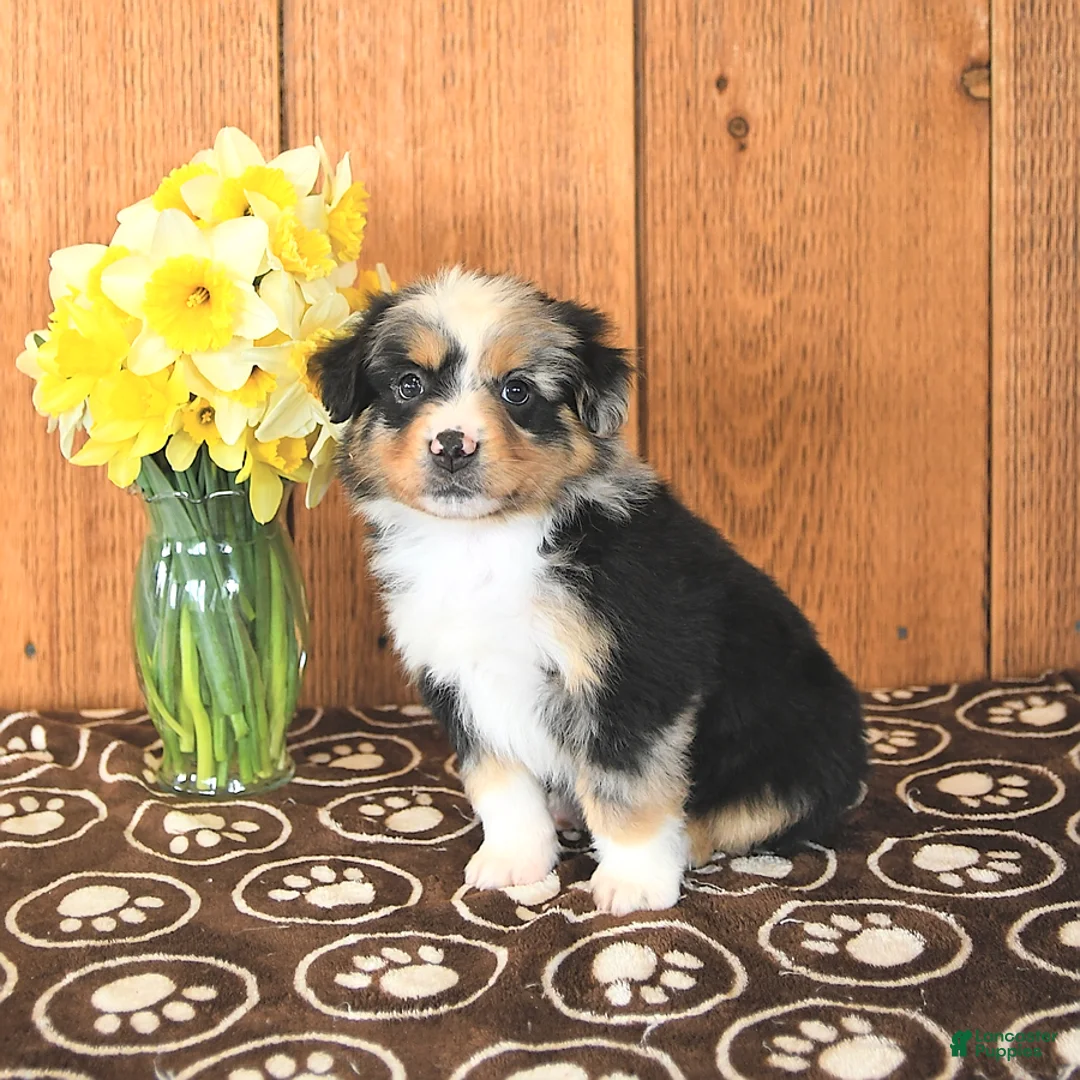 Miniature Australian Shepherd dogs for sale: Dozer - Ad 6