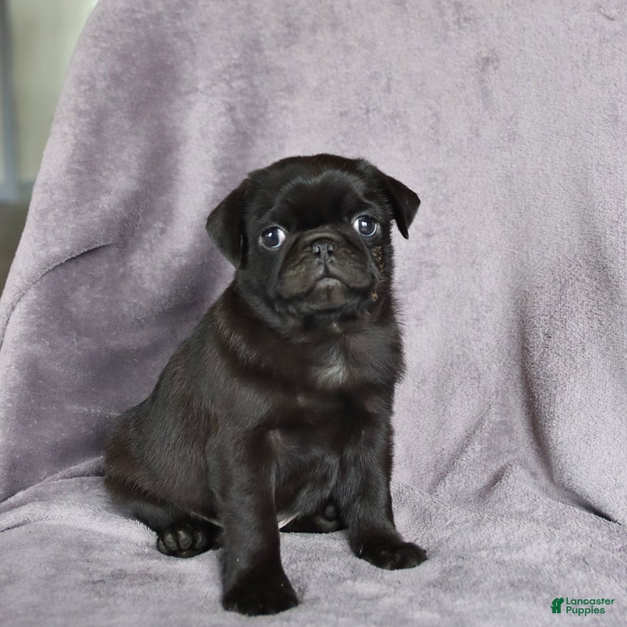 Pug dogs Blackberry - Ad 2