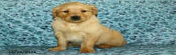 Golden Retriever dogs for sale: Honey - Ad 3