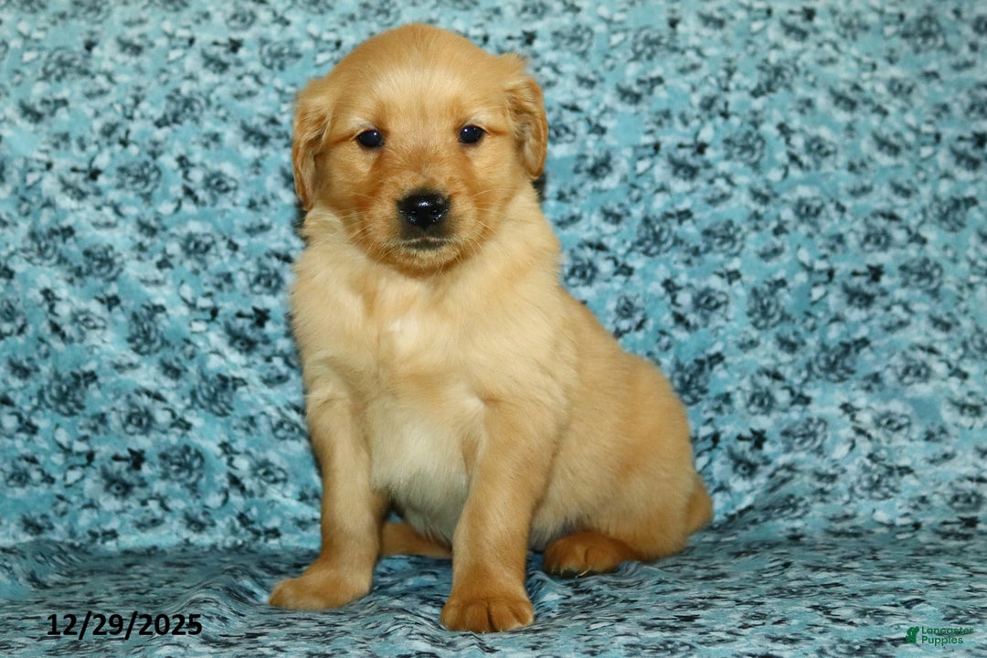 Golden Retriever dogs for sale: Honey - Ad 3