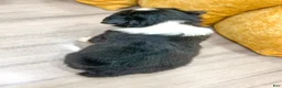 Australian Shepherd dogs for sale: Monty - Ad 4