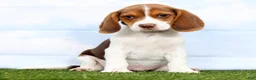 Beagle dogs for sale: Grady - Ad 1