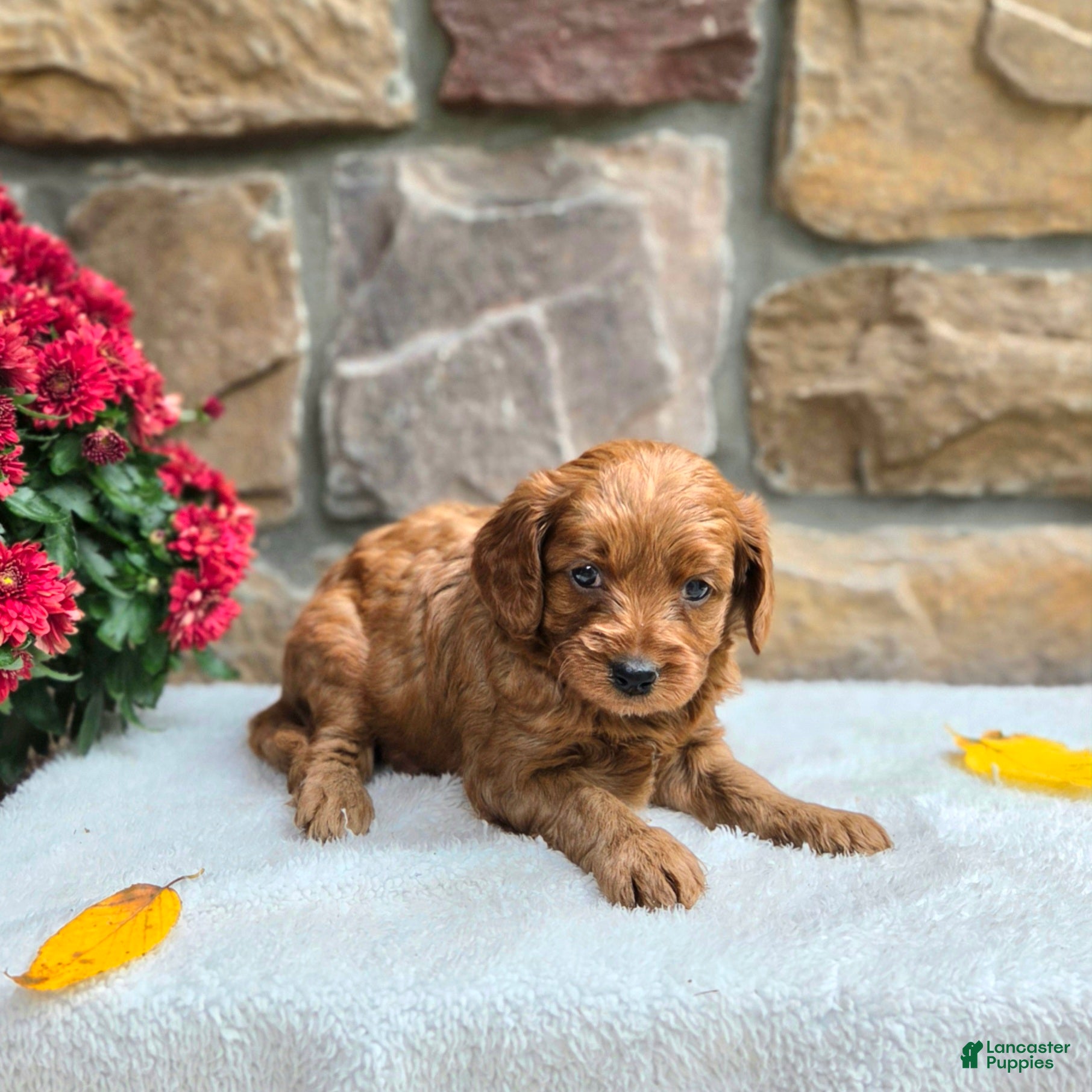 Cavapoo dogs for sale: Belle - Ad 2