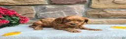 Cavapoo dogs for sale: Belle - Ad 2