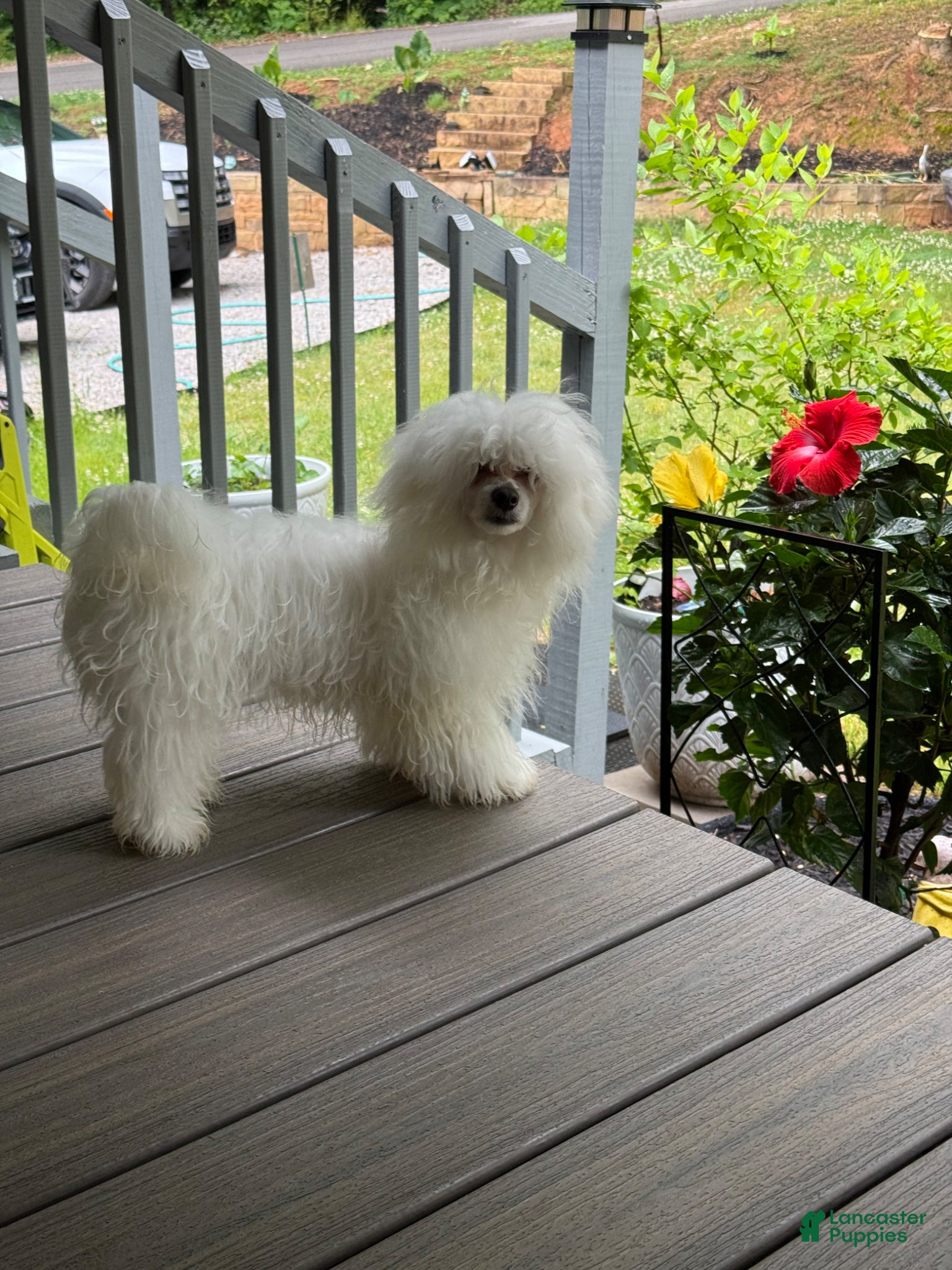 Maltese dogs Maltese Puppy 1 - Ad 36