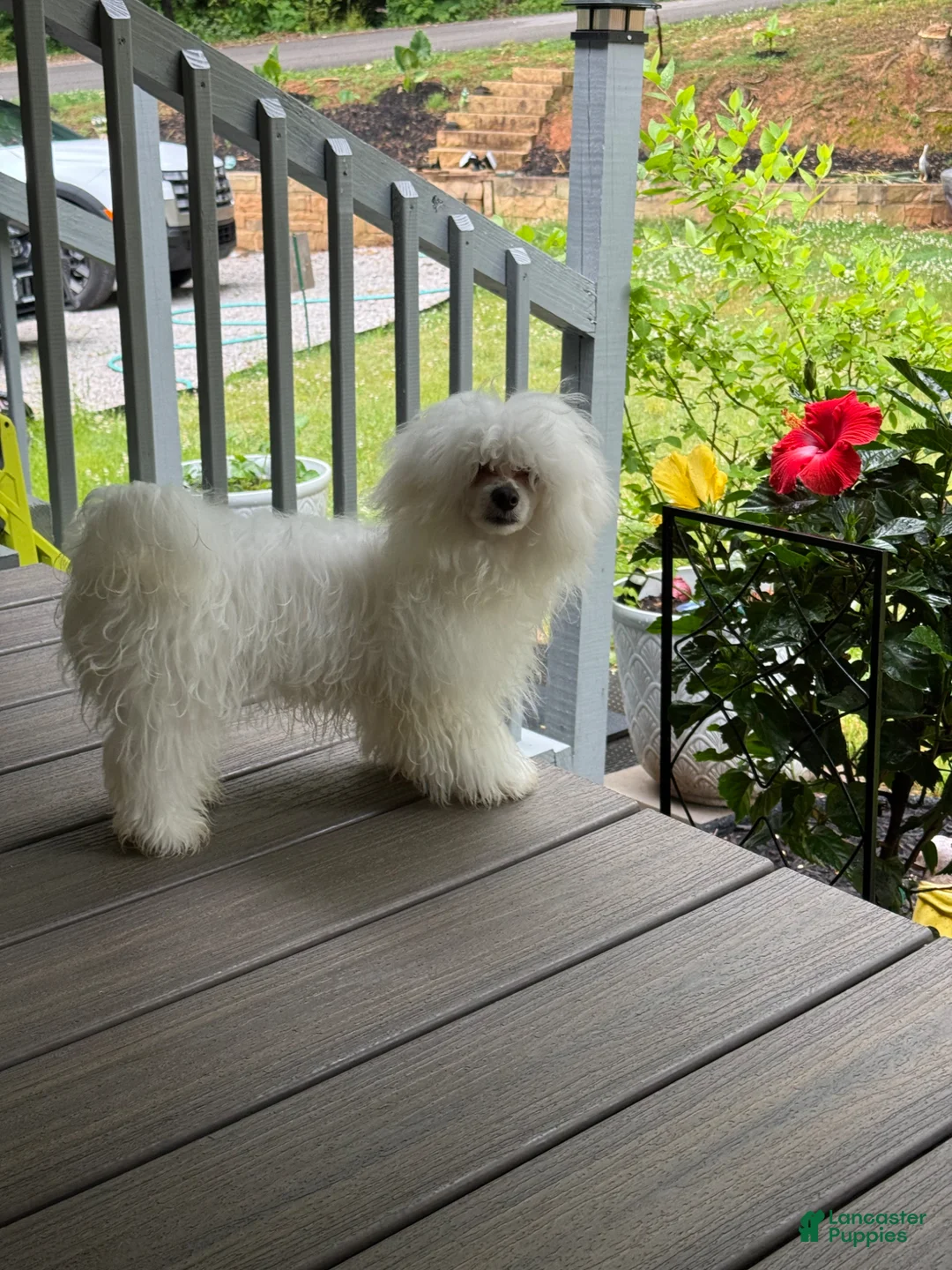 Maltese dogs for sale: Maltese Puppy 1 - Ad 1
