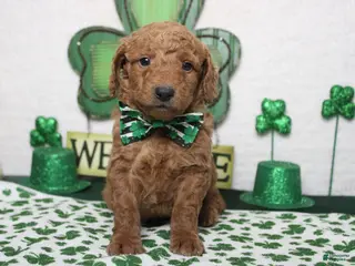 Goldendoodle dogs Fanta - Ad 8