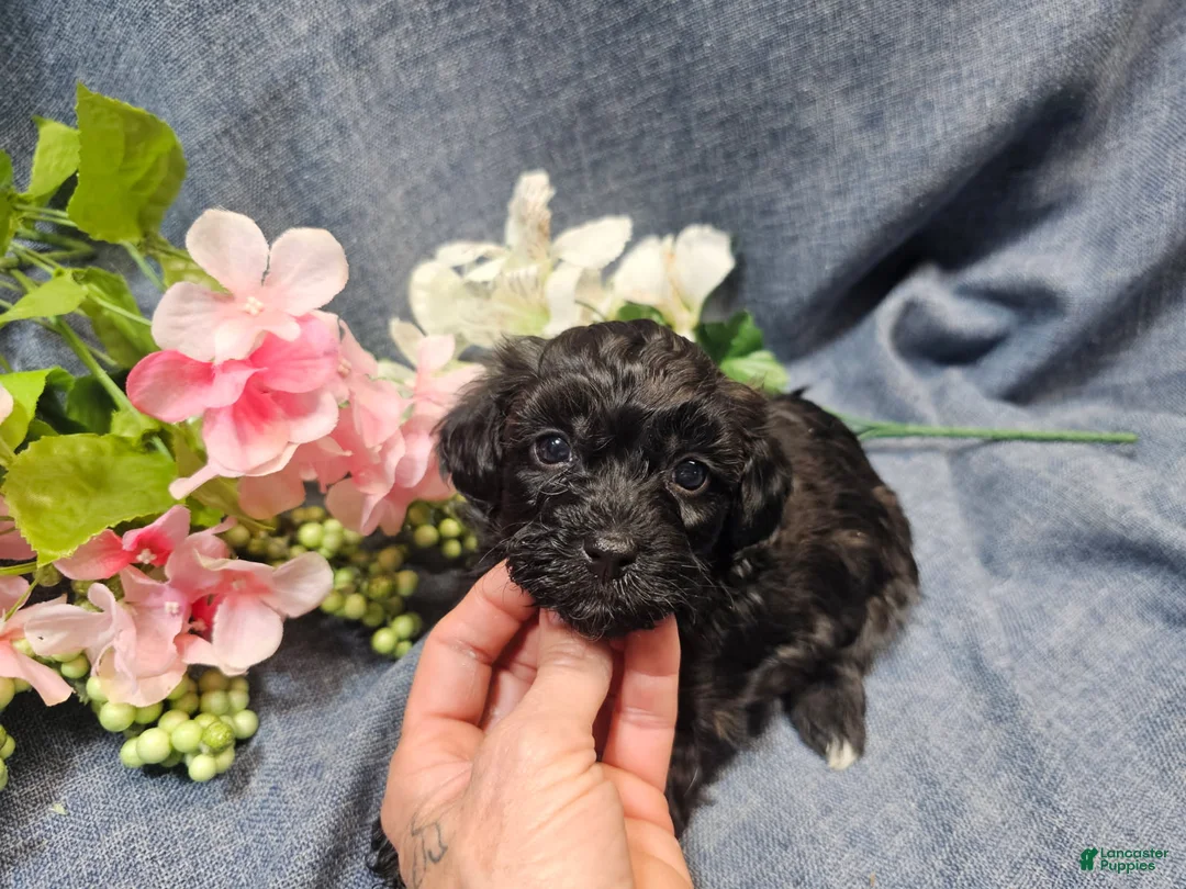 Havapoo dogs for sale: Jewel (Female) - Ad 2