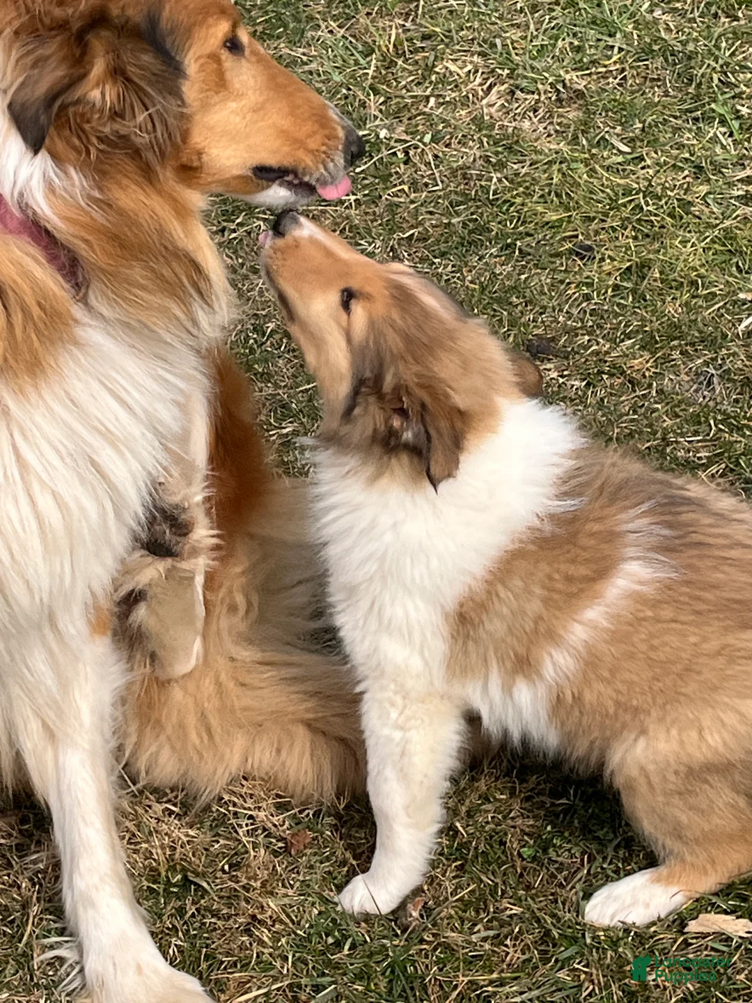 Collie dogs for sale: Bear - Ad 1