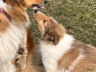 Collie dogs Bear - Ad 10