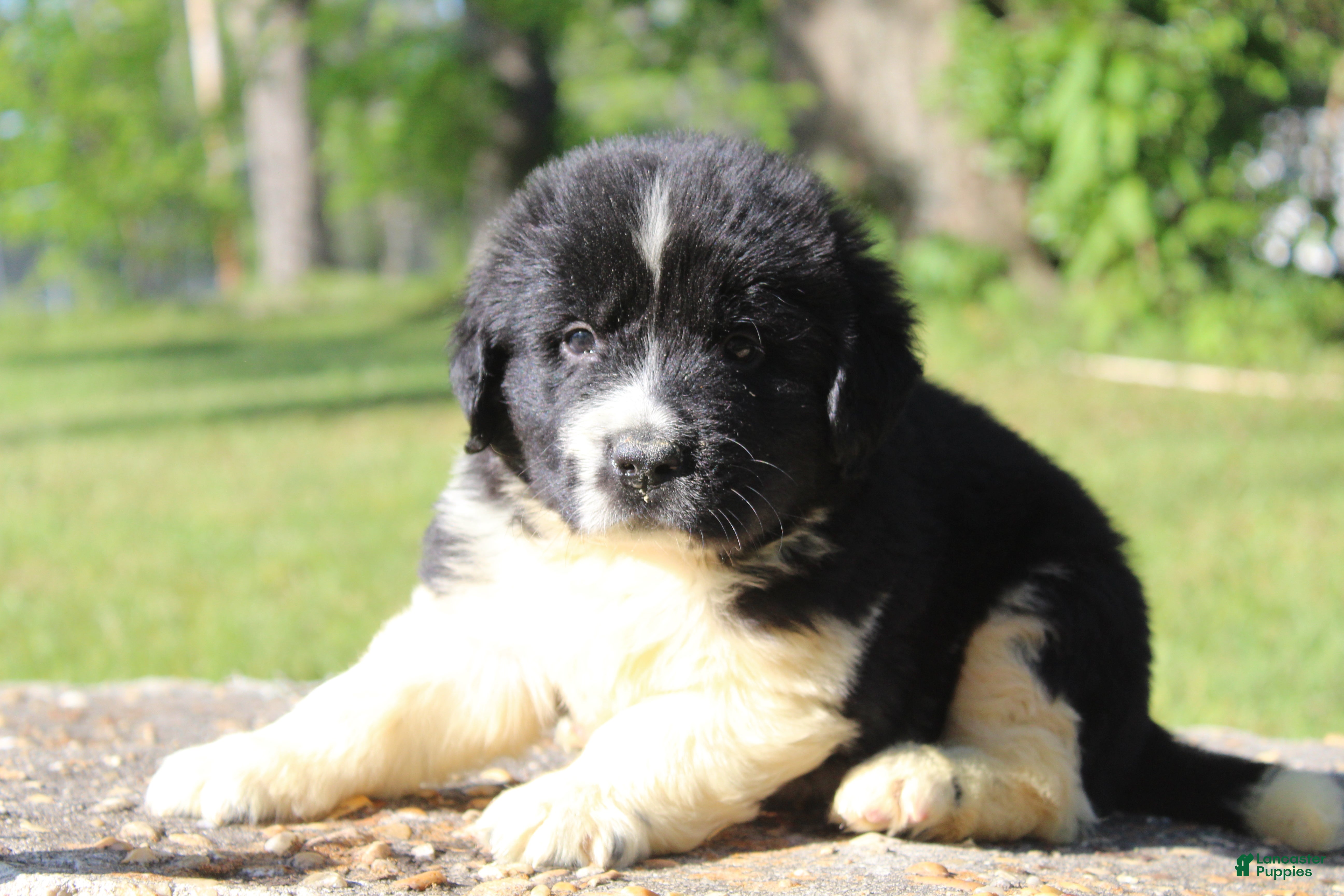 Newfoundland dogs Molly - Ad 1