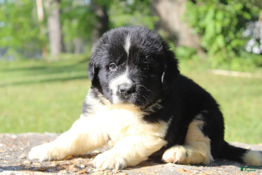 Newfoundland dogs for sale: Molly - Ad 1