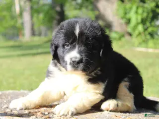 Newfoundland dogs for sale: Molly - Ad 4