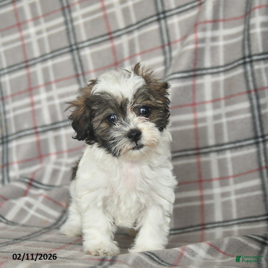 Mixed Breed dogs Quill - Ad 2