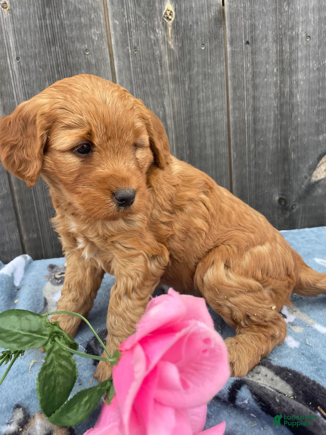 Mini Goldendoodle dogs for sale: Rusty - Ad 2