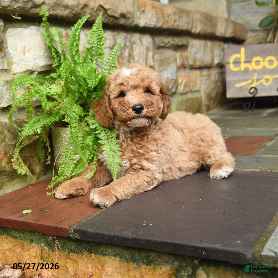 Mini Goldendoodle dogs for sale: Gingersnap - Ad 3