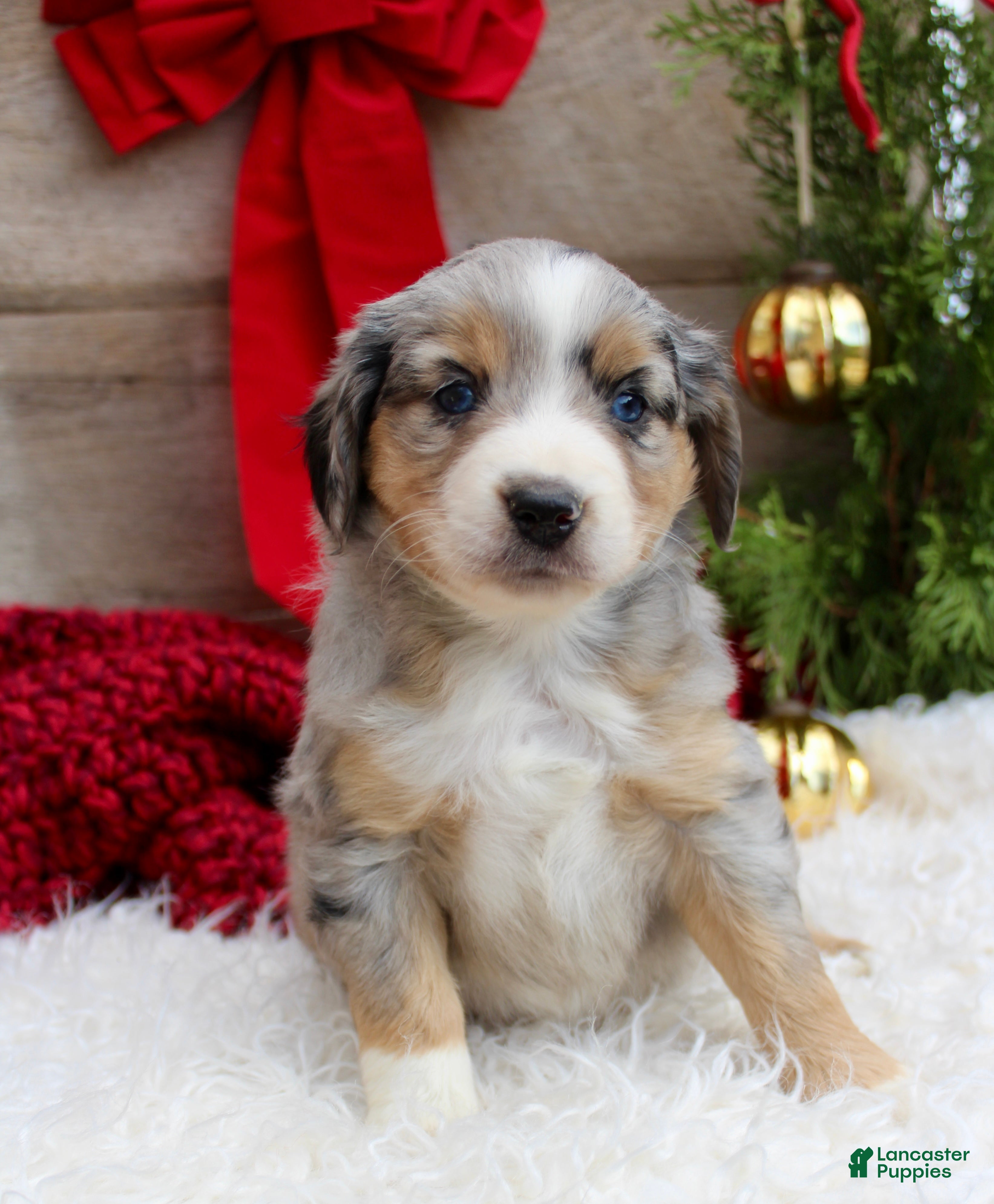 Miniature Australian Shepherd dogs Kaylee  - Ad 38