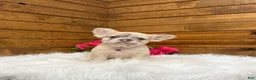 French Bulldog dogs for sale: Daisy - Ad 10