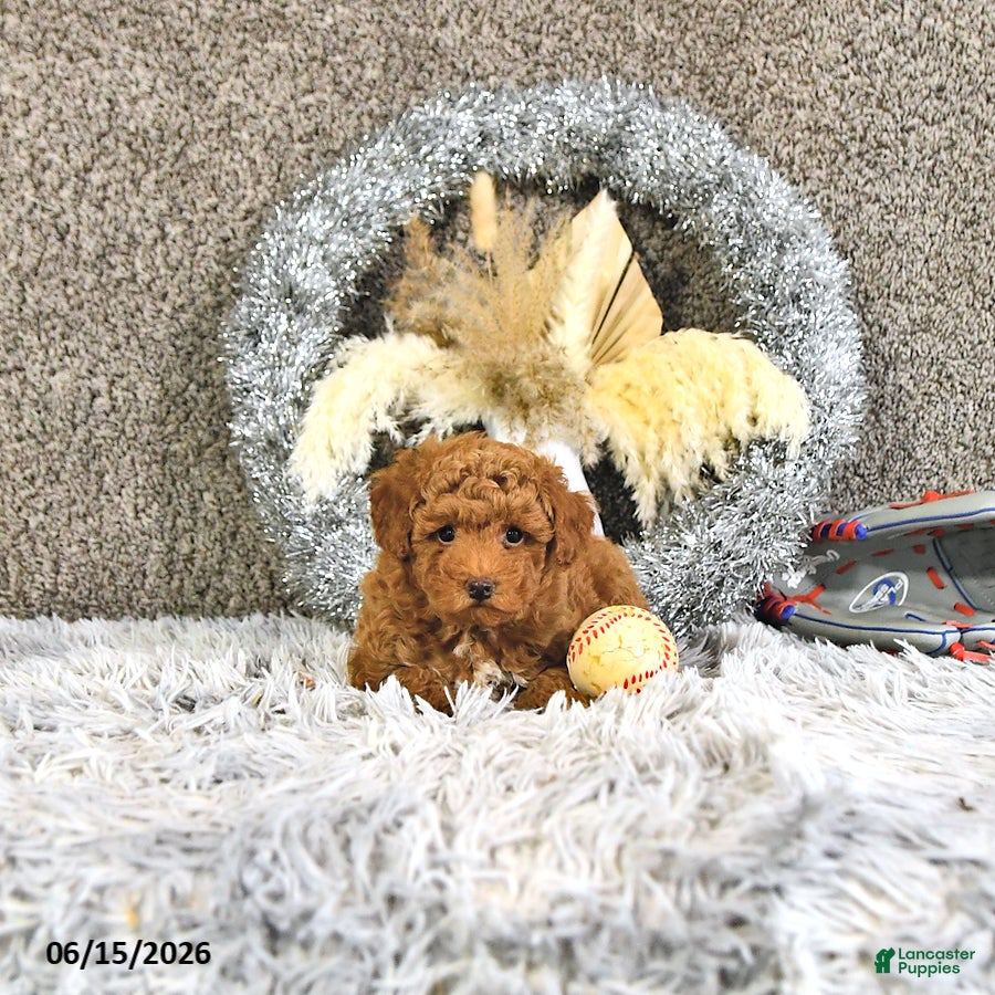 Toy Poodle dogs Asher - Ad 2