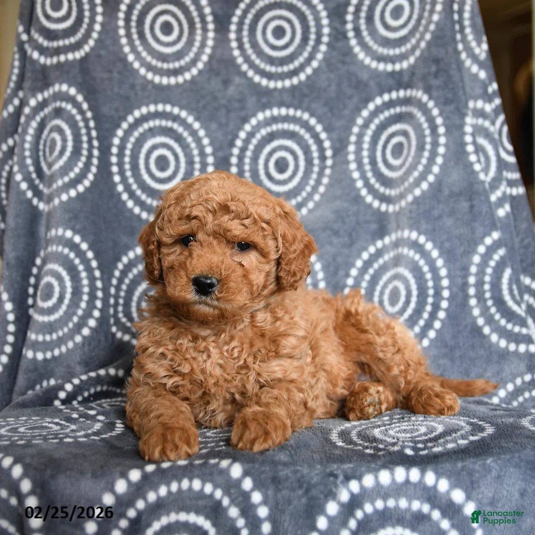 Mini Goldendoodle dogs for sale: Bandit - Ad 2