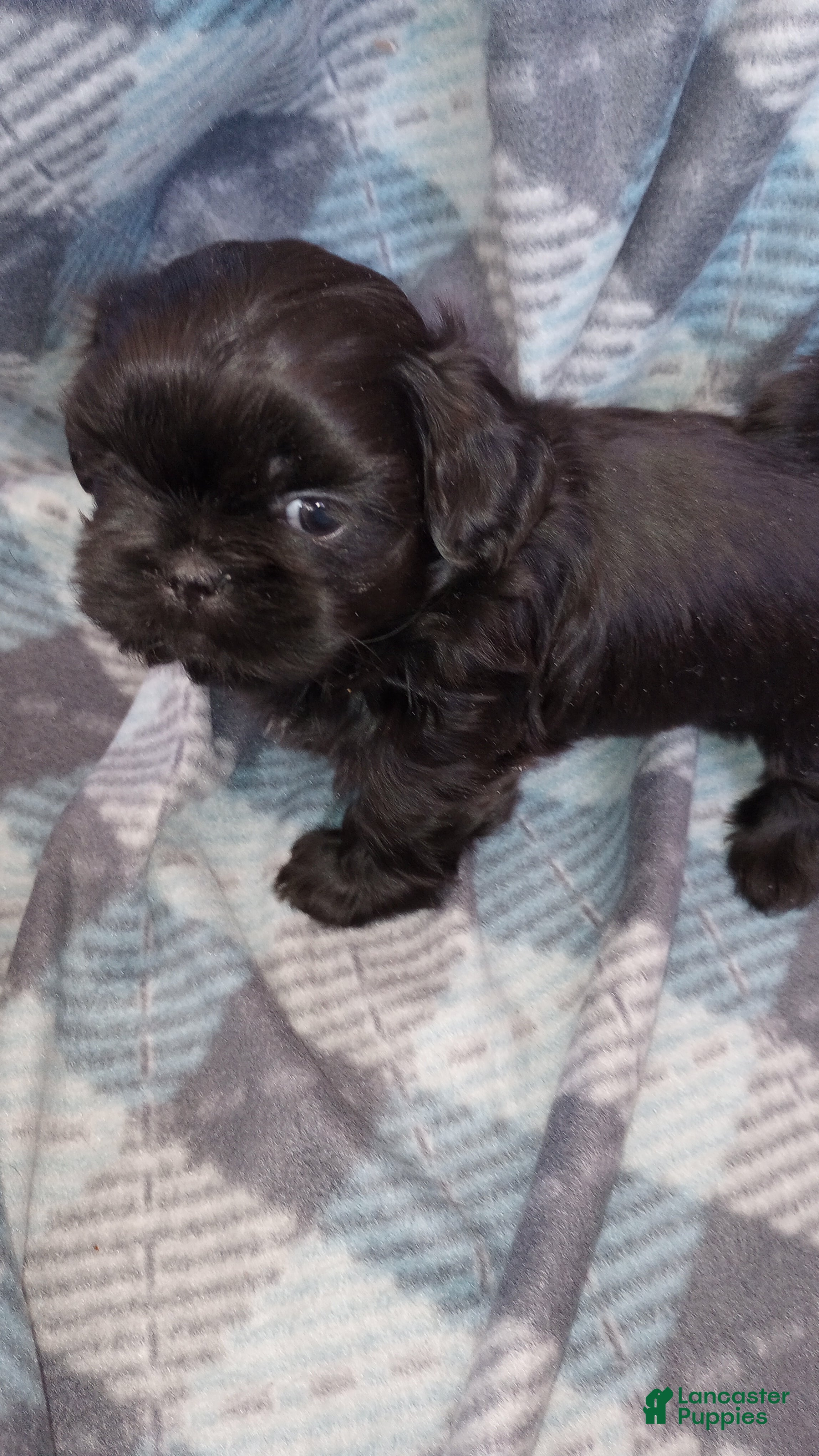 Shih Tzu dogs Shih Tzu Puppy 3 - Ad 17