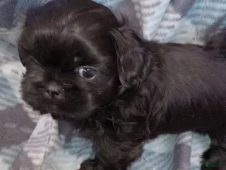 Shih Tzu dogs Shih Tzu Puppy 3 - Ad 17