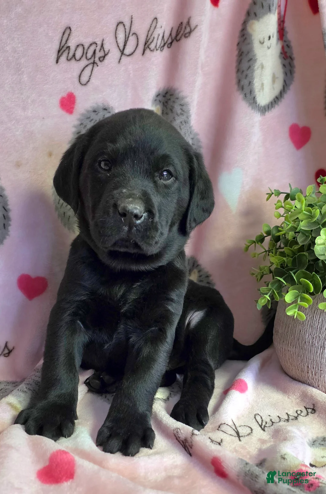 Labrador Retriever dogs for sale: Milo - Ad 1