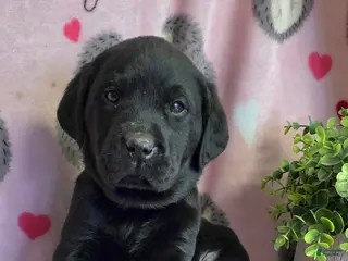 Labrador Retriever dogs Milo - Ad 16