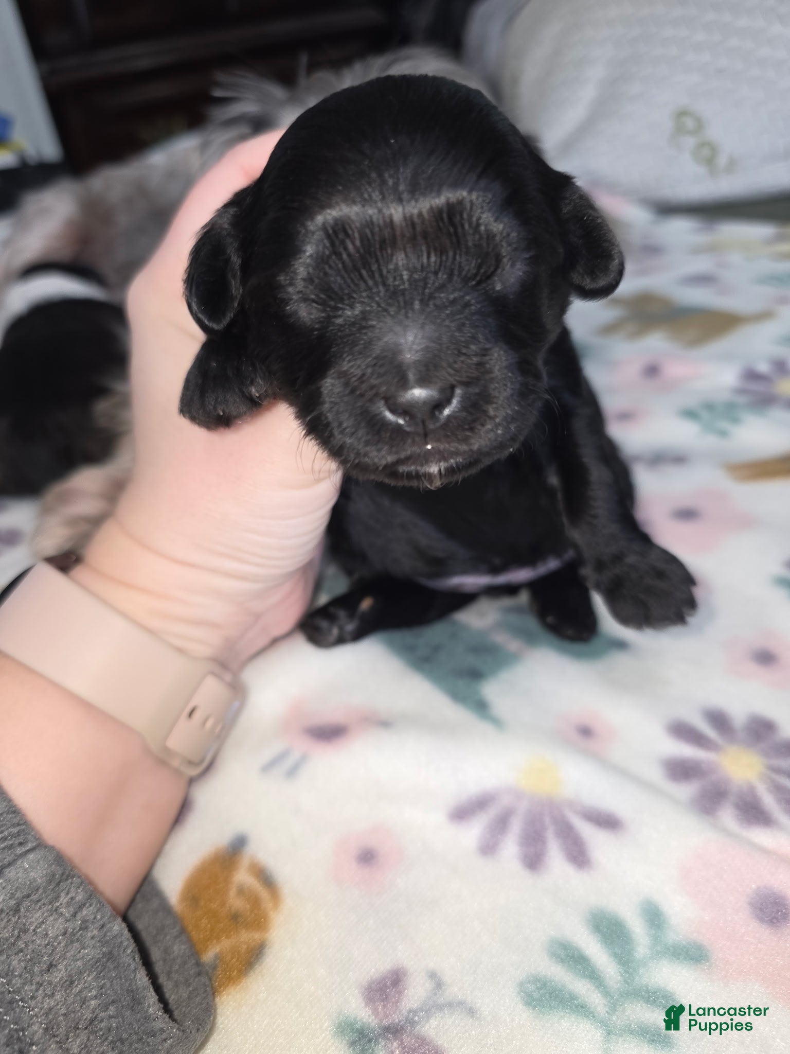 Shihpoo dogs Shihpoo Puppy 2 - Ad 40