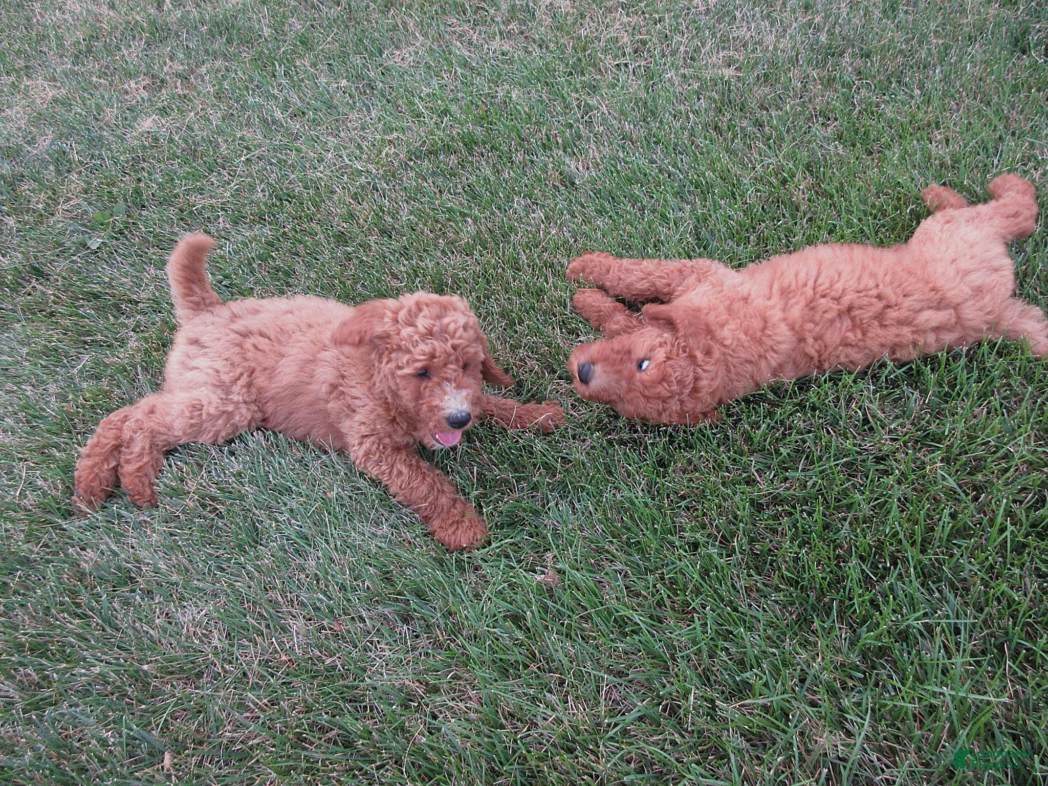 Goldendoodle dogs Ruby - Ad 2