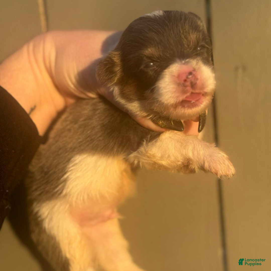 Welsh Corgi Pembroke dogs for sale: Bentley (fluffy) - Ad 2